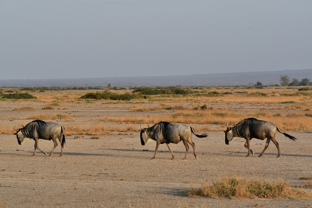 Amboseli Nat. Reserve